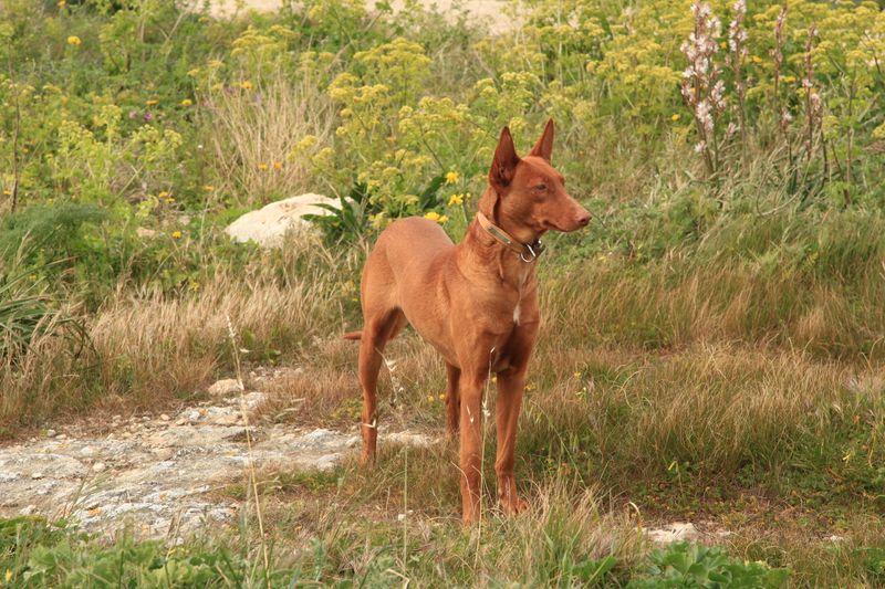 24 Most Expensive Dog Breeds and Why They Cost So Much 7 Pharaoh Hound