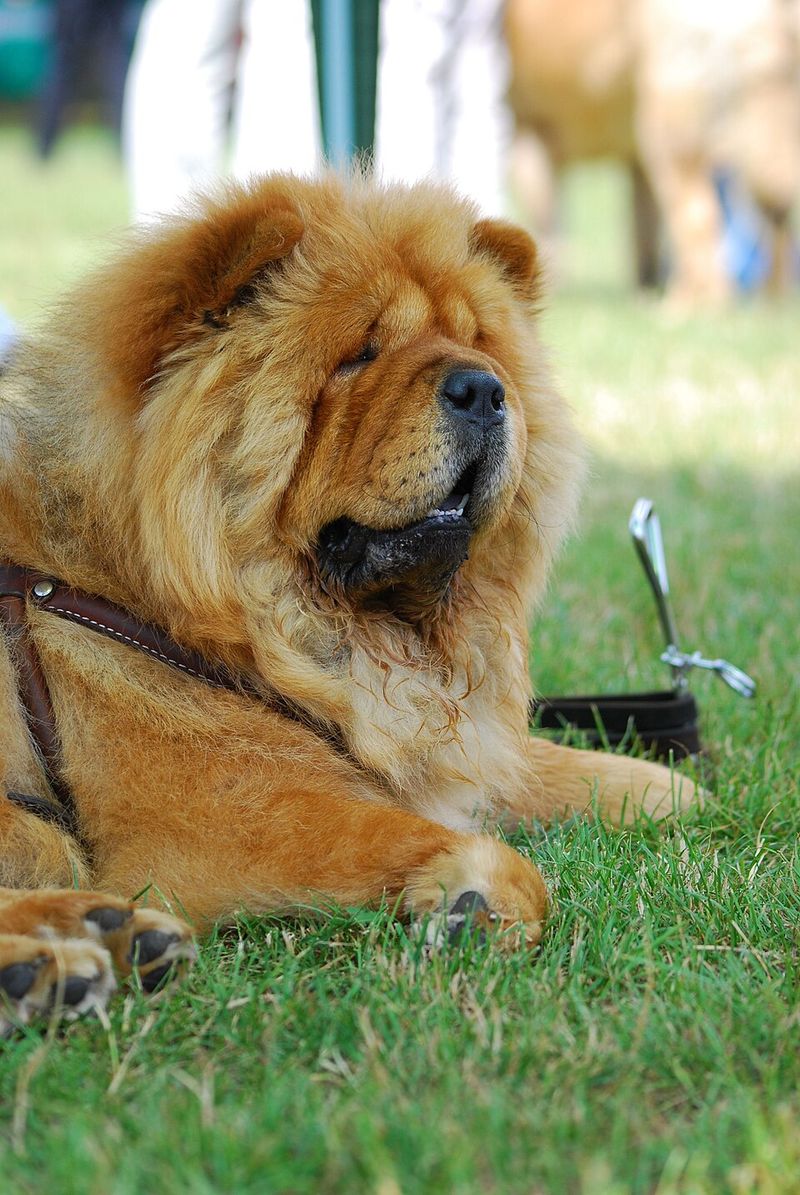 Some dogs charge into trouble - These breeds would rather figure out whether trouble is worth it 6 Chow Chow