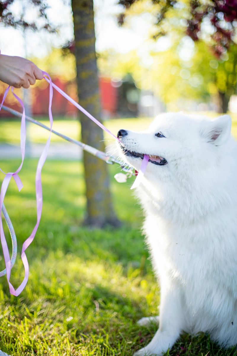 Samoyed