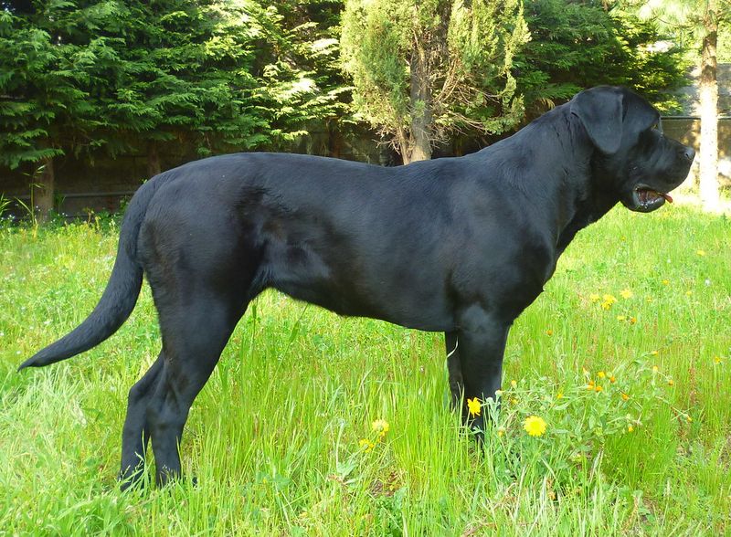 16 breeds that become exceptional companions once they understand expectations 2 Cane Corso