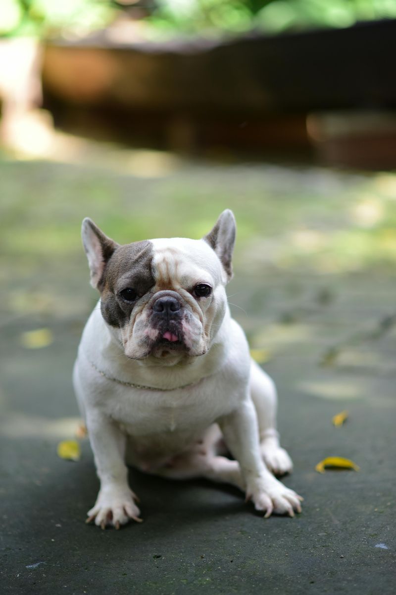 13 small-home dogs that don’t act like they’re missing out 2 French Bulldog
