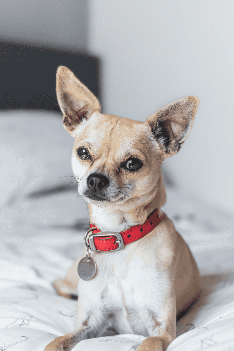 Chihuahua