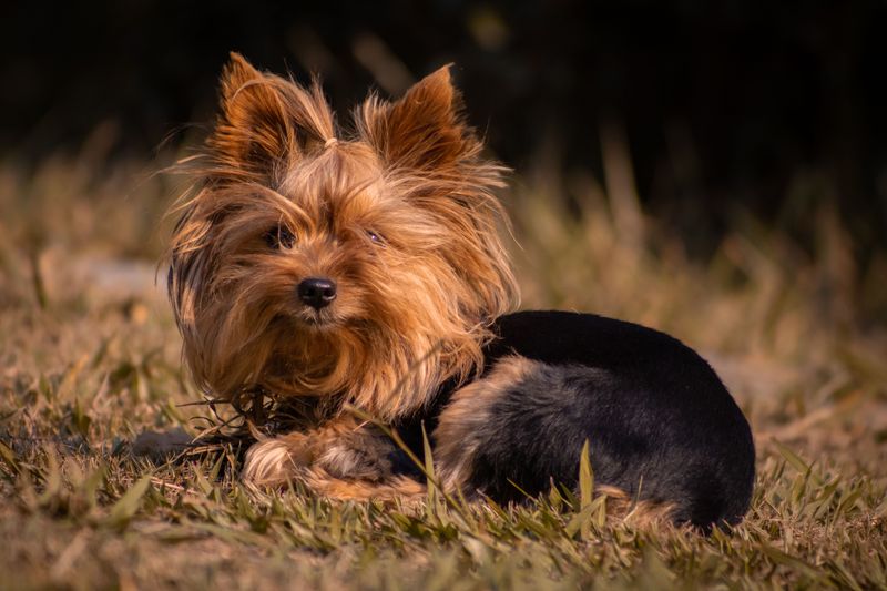 Everyone in the house may love them - these dog breeds can still make their favorite person painfully obvious 9 Yorkshire Terrier