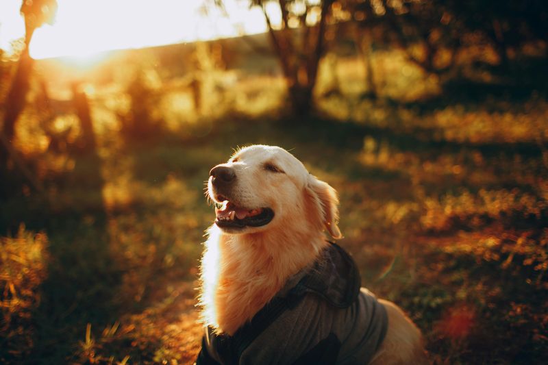 23 Gentle Dog Breeds Perfect for a Peaceful Lifestyle 2 Golden Retriever