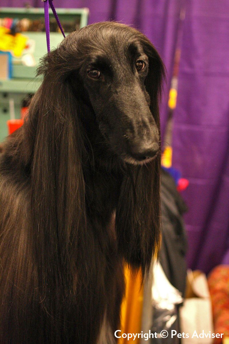 25 Most Expensive Dog Breeds to Buy and Maintain 15 Afghan Hound