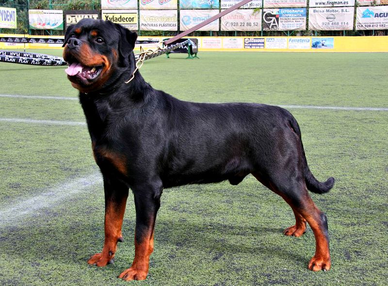12 dog breeds that stay calm at home but become instantly alert outdoors 3 Rottweiler