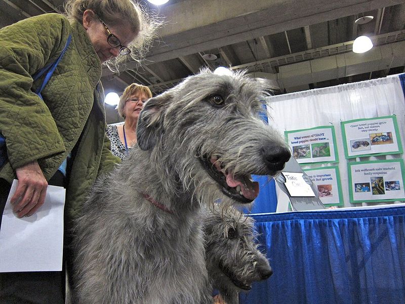 Scottish Deerhound