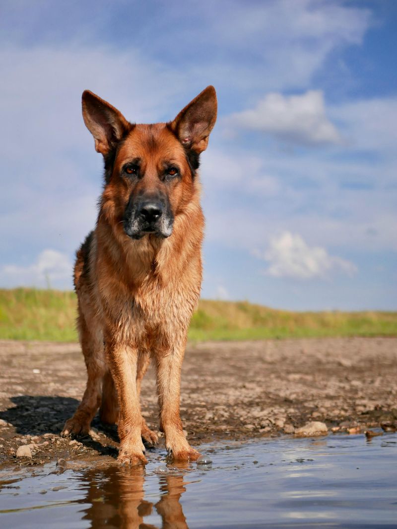 28 Trustworthy Dog Breeds Known for Their Unshakable Loyalty 3 German Shepherd