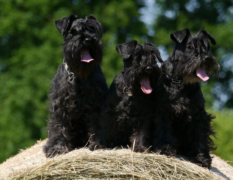 Black Russian Terrier