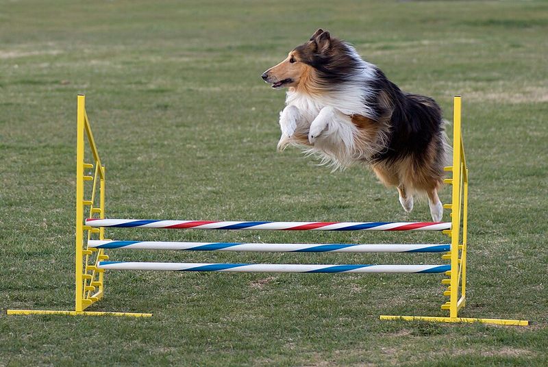 10 dog breeds experts keep returning to because they rarely disappoint 8 Rough Collie