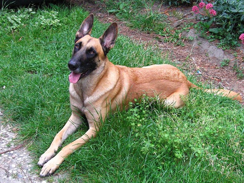 Behind the impressive builds of these dog breeds lies some serious canine jaw power 10 Belgian Malinois