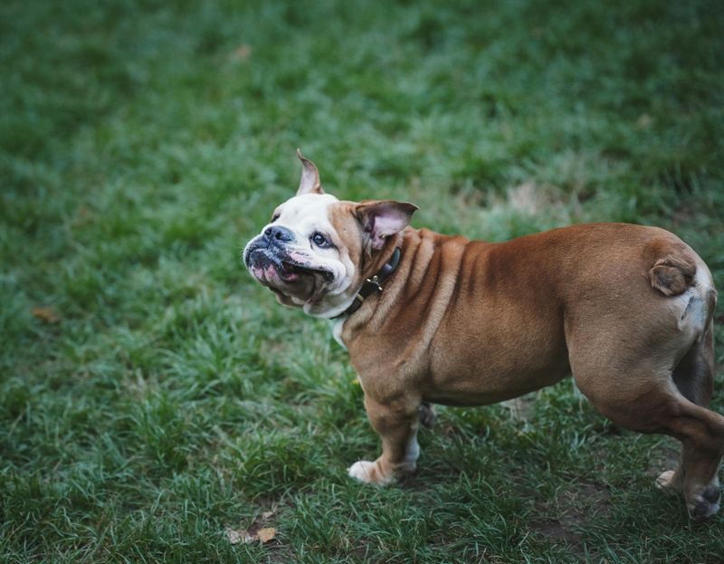 Bulldog
