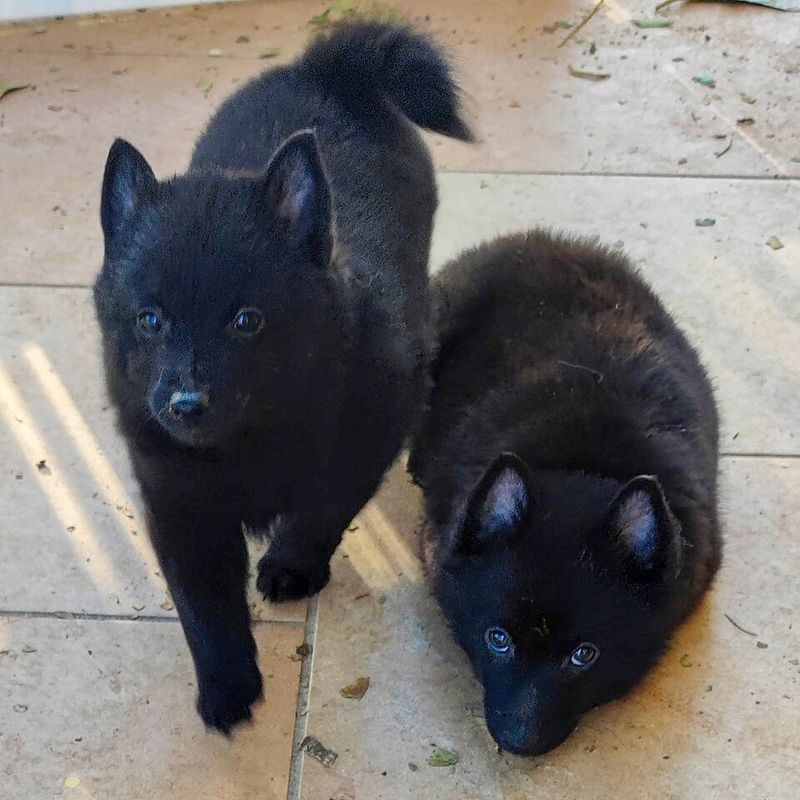 12 dog breeds whose ears make them look alert even when they're doing absolutely nothing 13 Schipperke: The Little Black Lookout