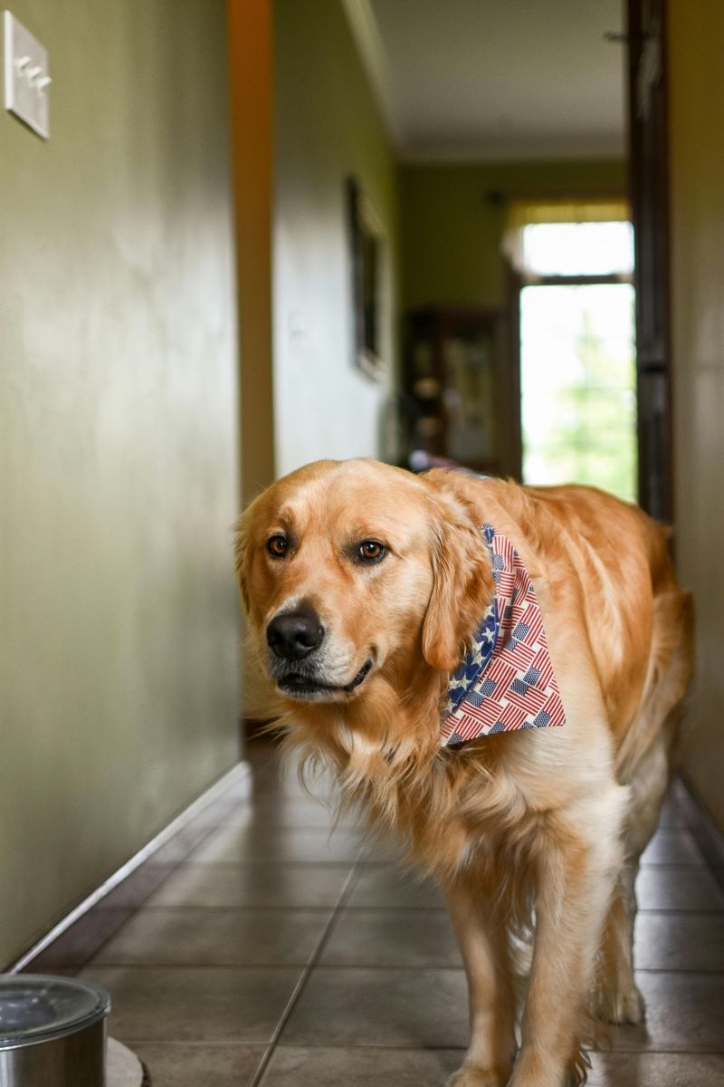 Flat-Coated Retriever