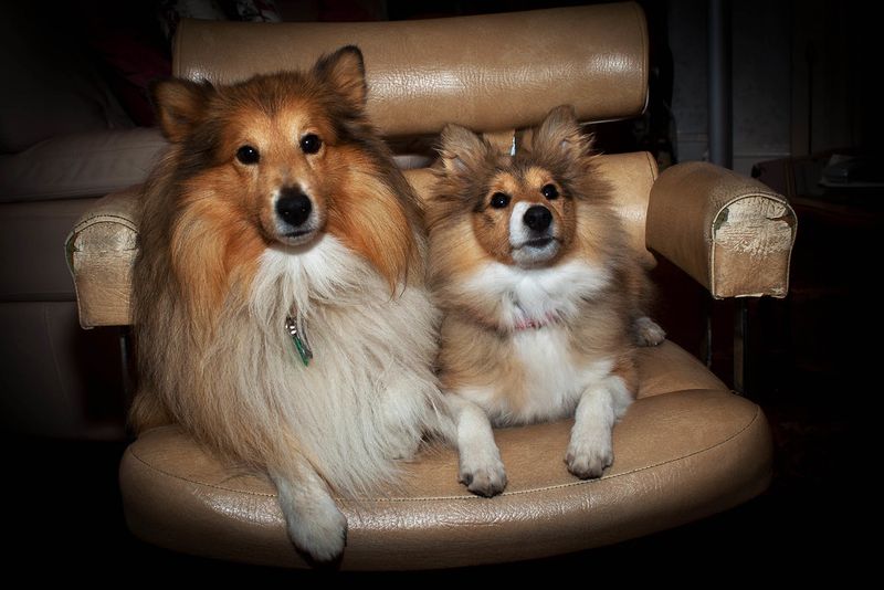 Dog Name Trends Are Shifting Fast - 15 Picks Owners Keep Repeating (and Why) 11 Leo