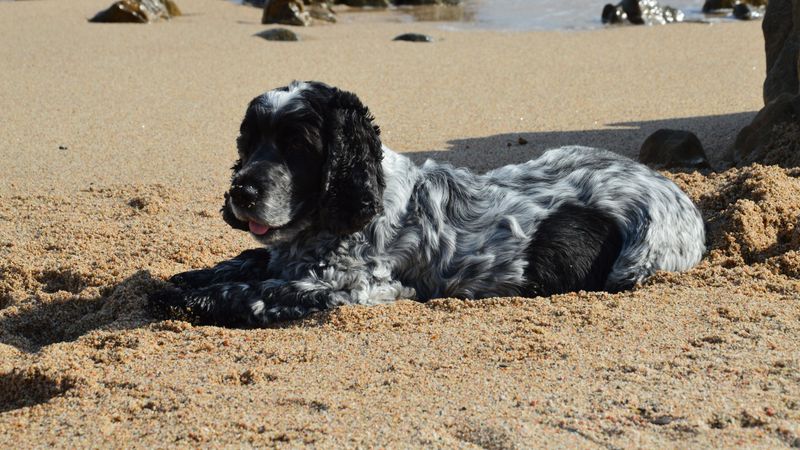 These dog breeds can steal your heart quickly - understanding their emotional needs takes a little longer 10 English Cocker Spaniel