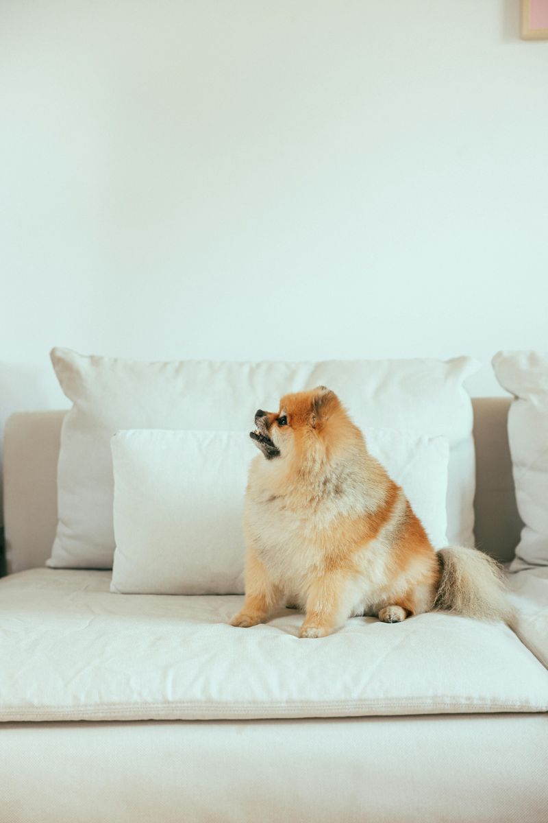 11 Tiny Dogs with Big Personalities and Loving Natures 2 Pomeranian