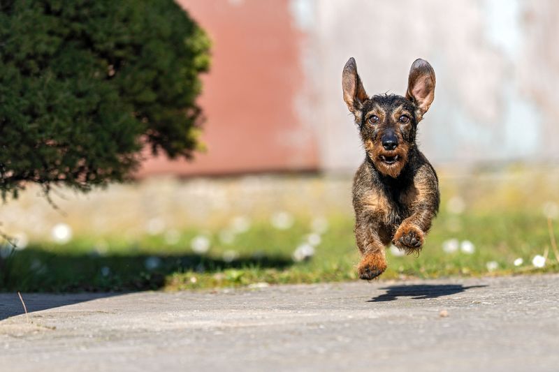 Dogs who dig up the yard are usually trying to tell you one of these 9 things 7 There is something better on the other side