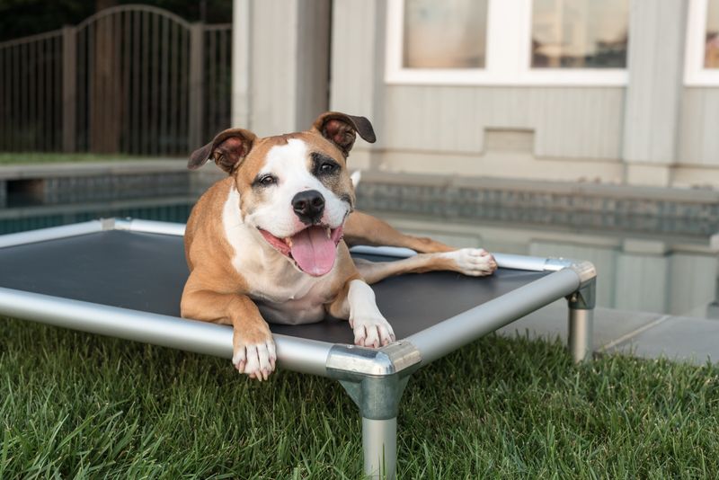 Kuranda Chewproof Bed