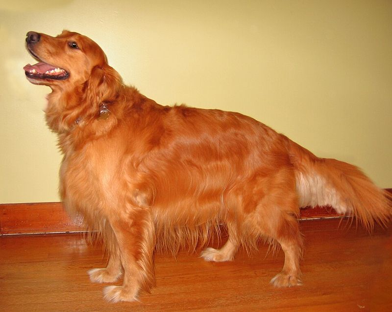 Golden Retriever
