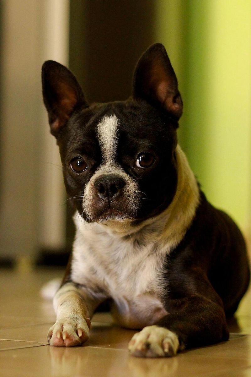 Boston Terrier
