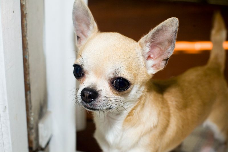 Chihuahua
