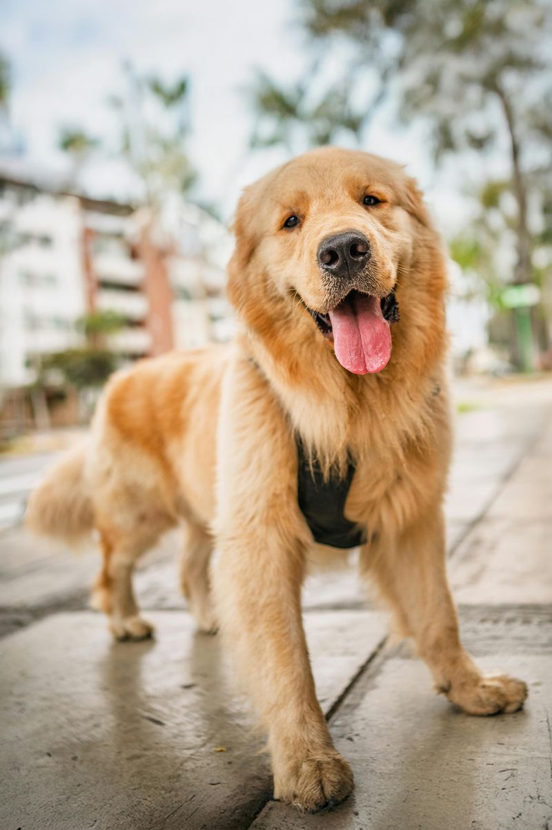 These 12 dog breeds are popular among highly intelligent owners 10 Golden Retriever
