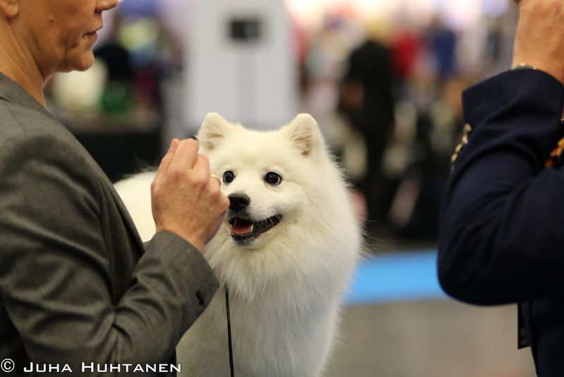 Japanese Spitz