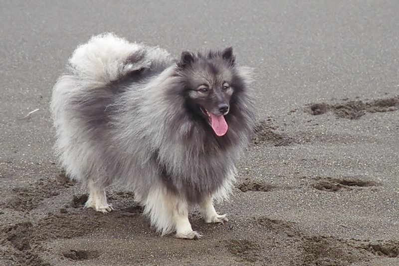 Not every great dog needs nonstop activity - and these breeds prove it every day 8 Keeshond