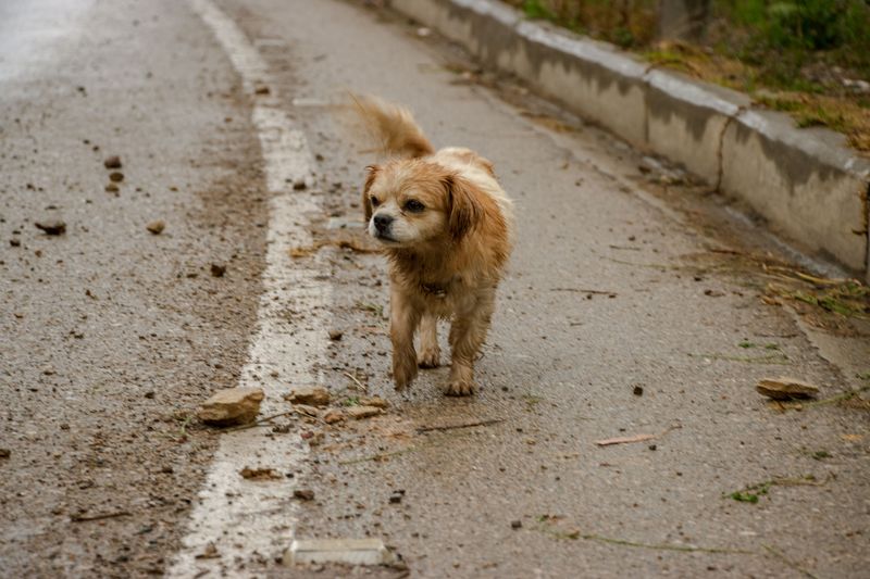 10 dog breeds owners often misjudge because stress looks a lot like stubbornness 11 Tibetan Spaniel