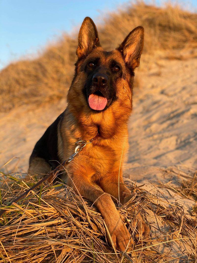 German Shepherd