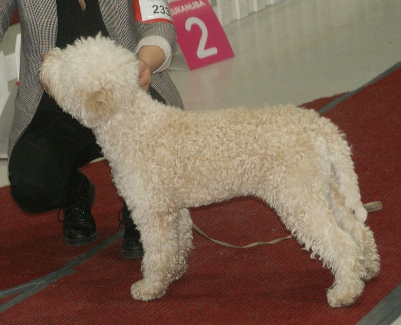 14 Dog Breeds That Can’t Stand Being “Rushed” and Shut Down (Here’s How to Train Them) 6 Lagotto Romagnolo