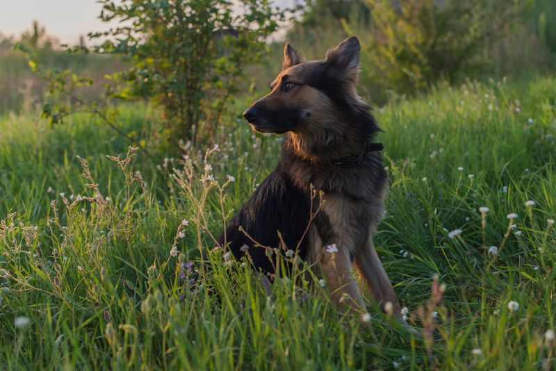 Many owners choose these 13 dog breeds once - and never look back 10 German Shepherd