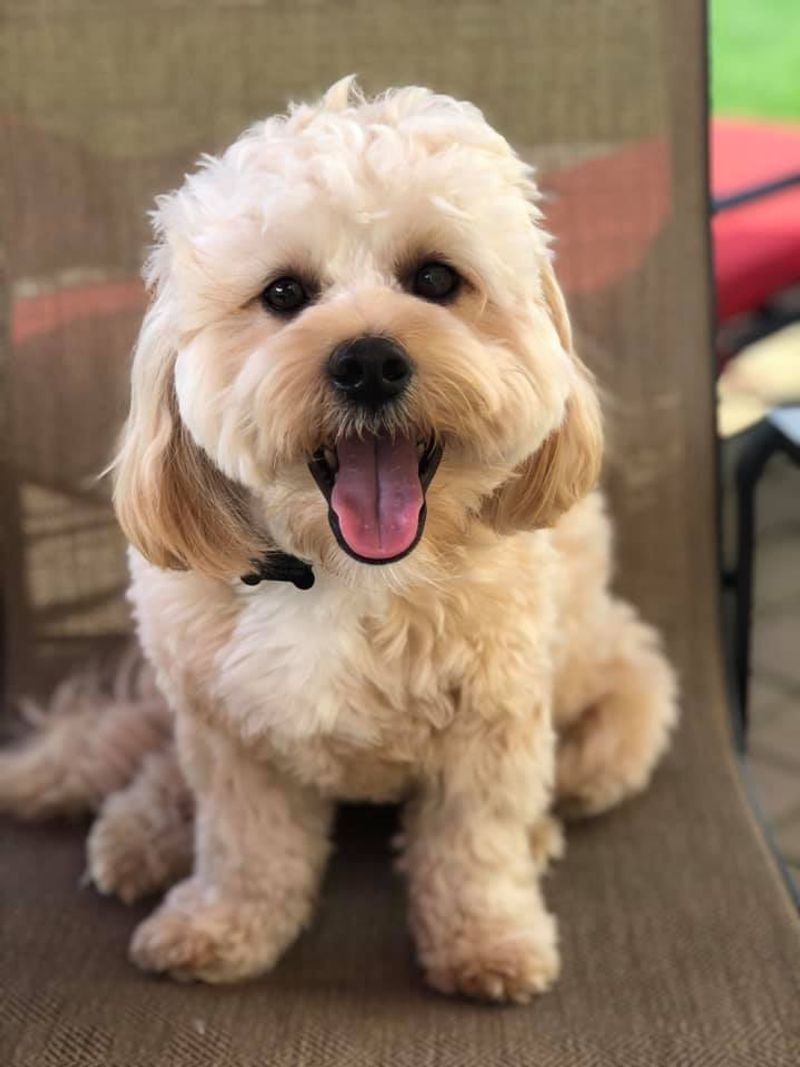 26 Popular Doodle Dog Mixes Loved for Their Personality and Charm 13 Shihpoo