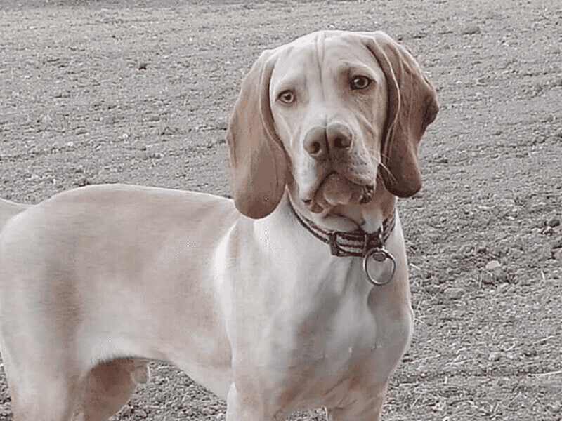 24 Distinctive Dog Breeds You Don’t See Every Day 10 Catalburun