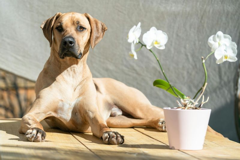 15 fearless dogs with protective instincts owners trust completely 13 Rhodesian Ridgeback