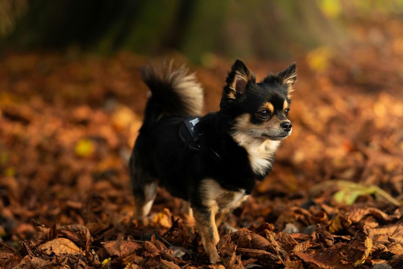 25 Small Dog Breeds That Combine Courage with Endless Energy 7 Chihuahua