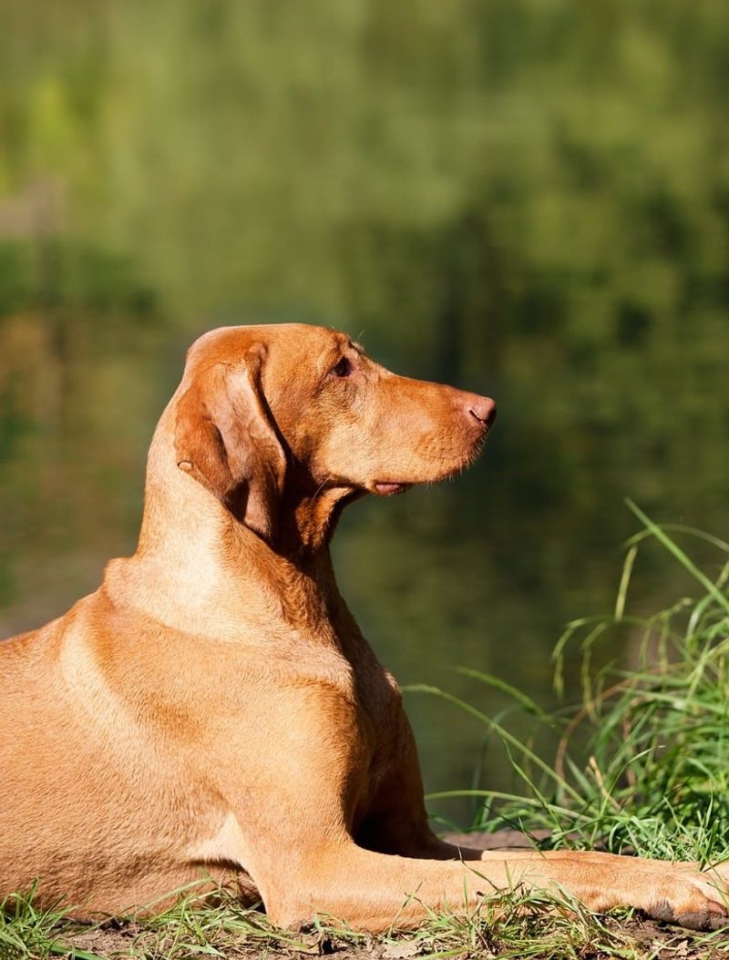 Vizsla