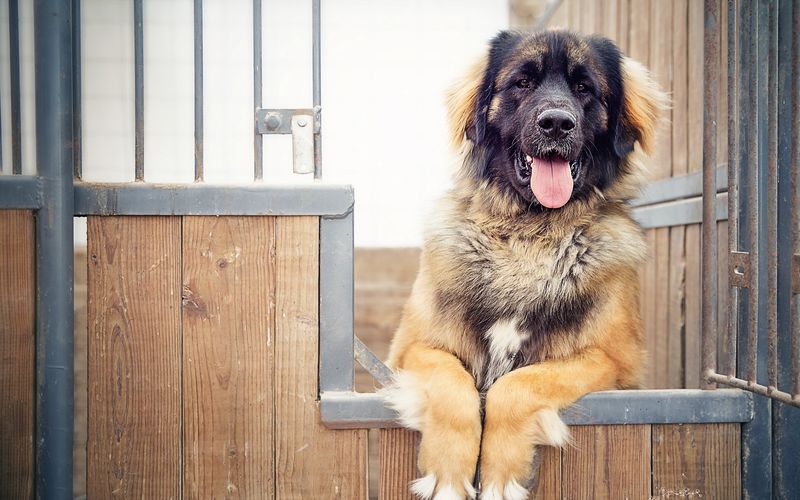 Leonberger