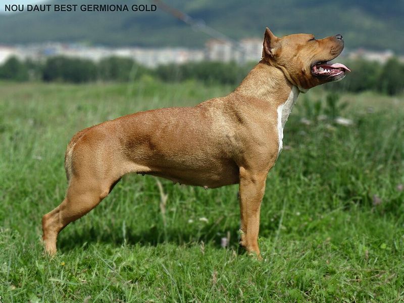 18 dog breeds that become clingy when they sense you are stressed 14 American Staffordshire Terrier