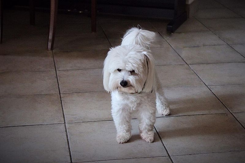 11 loving dogs that treat staying close to you as their favorite thing in life 10 Coton de Tulear