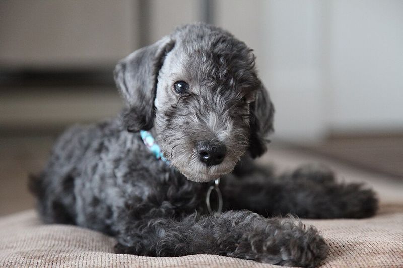 Bedlington Terrier