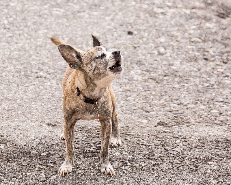 21 Interesting Facts About the Chihuahua - Small in Size, Big in Personality 12 Vocal Nature