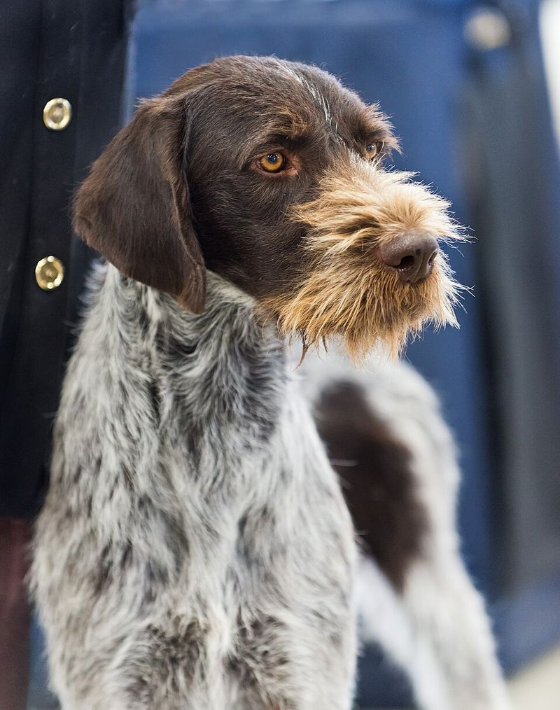 14 Dog Breeds That Get Mouthy When Excited - The Training Swap Trainers Prefer 7 German Wirehaired Pointer