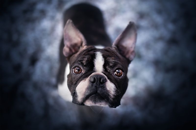 Boston Terrier