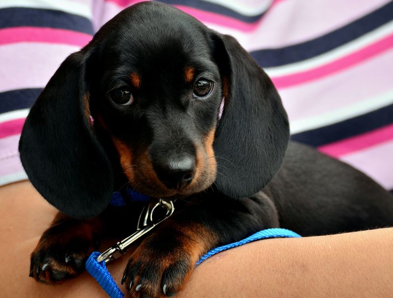 Dachshund