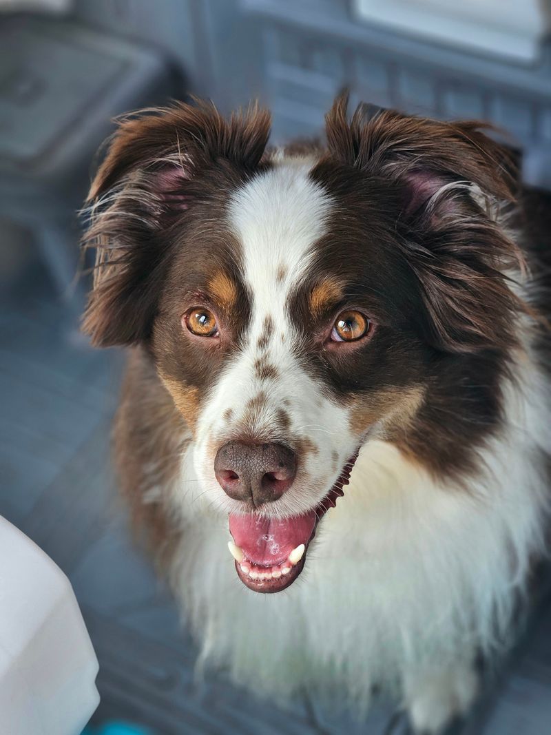 The rehoming story often starts long before the dog leaves - With expectations that were never realistic 6 Australian Shepherd - Manager of everything