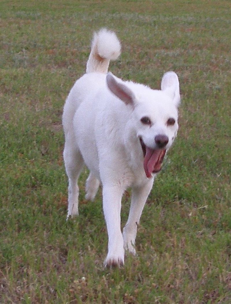 The Crate Debate Is Back - 11 Red Flags Your Dog Isn’t “Settling,” They’re Panicking 9 Frantic spinning