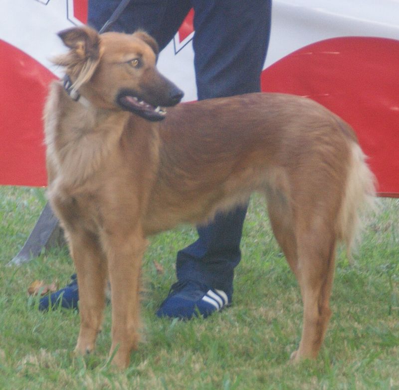 25 Dog Breeds with the Closest Genetic Ancestry to Wolves 24 Basque Shepherd Dog