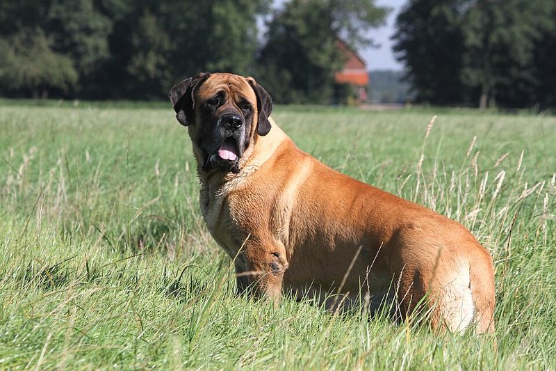 Their powerful appearance can be misleading - These breeds are often remarkably affectionate at home 11 Mastiff